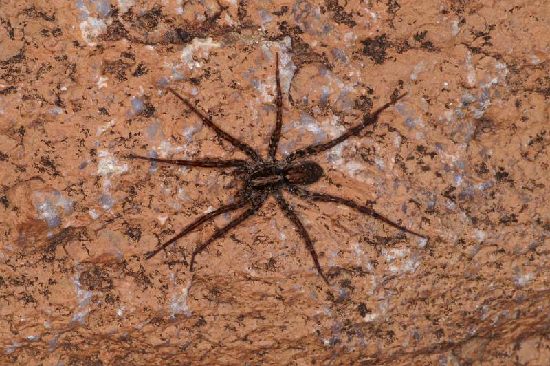 Dolomedes_ZZ321_D3597_Z_88_Mt Augustus_Australie.jpg